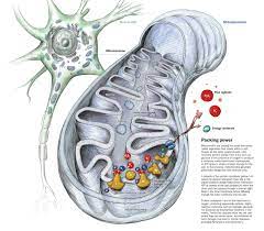 Mitochondria Powerhouse Of Cell Converts Energy From Glucose To Atp In Presence Of Oxygen Possess Own Mitochondria Parkinsons Disease Mitochondrial Disease