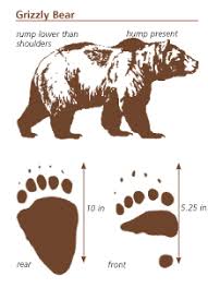 Rocky Mountain Mammal Size Comparisons Mary Donahue