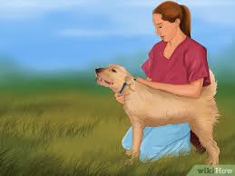 How To Measure A Dogs Respiration Rate 9 Steps With Pictures