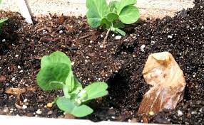 Check spelling or type a new query. Ways To Use Old Tea Bags In The Garden