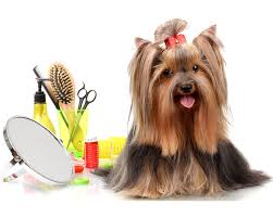 They will not grow their first baby teeth retained deciduous teeth (or temporary teeth, ie; Yorkie Grooming How To Care For Your Yorkshire Terrier S Coat
