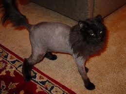 Arguably one of the most popular and familiar styles for pet cats, the lion cut consists of a very short trim from the shoulder cats also do their bit to try and look their best, but sometimes the only answer is to shave their fur off. Why You Should Get Your Cat A Lion Cut This Summer Scoop Empire