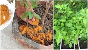Antaranya adalah kunyit berupaya untuk menangkis fenomena ribut sitokin yang sering berlaku pada. Kebaikan Serbuk Kunyit Untuk Tanaman Elak Semut Penyakit