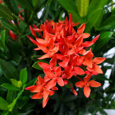 Image result for Ixora praetermissa