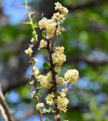 Image result for Gymnosporia glaucophylla