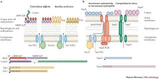 Thus a bacterial cell wall is glycopeptide which is also known as peptidoglycan. Biogenesis And Functions Of Bacterial S Layers Nature Reviews Microbiology