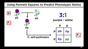 Mendelian Genetics And Punnett Squares