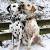 Liver Long Haired Dalmatian