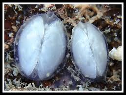 Image result for Galeomma