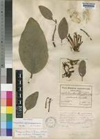 Image result for Phragmanthera usuiensis