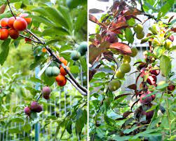 Fruit trees are surprisingly easy to grow in a backyard setting, and they yield years' worth of beautiful spring blooms and plentiful fruit. This Amazing Tree Grows 40 Different Kinds Of Fruit