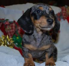 Dapple dachshund puppies for sale in alabama. Beautiful Miniature Dachshund Puppy Black And Silver Dapple For Sale In Gadsden Alabama Classified Americanlisted Com