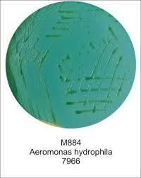 Aeromonas Hydrophila Culture Media Microbiology Culture