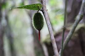 Image result for Raphidiocystis jeffreyana