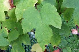 Image result for Centemopsis filiformis