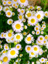 Botanischer Garten Braunschweig Photography Bs Photography Plants