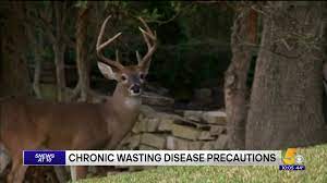 Experts Weigh In About Chronic Wasting Disease In Arkansas Deer 5newsonline Com