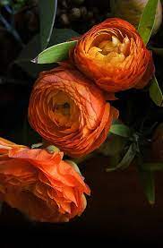 Pin On Flowers