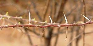 Image result for Maerua friesii