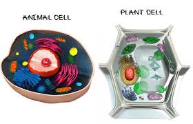 Animal and plant cell organelles quizlet. Unit 2 Vocabulary Cell Organelles Diagram Quizlet