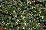 Image result for Alternanthera caracasana