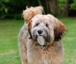 130 Our Newest Family Membera Tibetan Terriermaverick Ideas Tibetan Terrier Terrier Tibetan