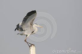 Grey Bird With Large Beak Pin On Bird Photographs