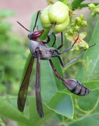 Black And White Wasp Like Insect Uk Dark Potter Wasp 10 Bugs Earthy Study Lynx777 On Youtube Insects Wasp Insect Bugs Insects