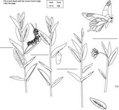 A coloring page is a kind of children's book comprising various line drawings, normally together with crayons or markers, to which children are intended to add color with crayons, colored pens, permanent marker pens, … Butterfly Life Cycle Coloring Page By Our Time To Learn Tpt Butterfly Life Cycle Life Cycles Coloring Pages