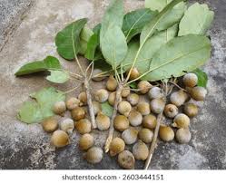 Image result for Terminalia bellirica