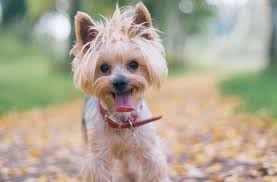 The main purpose of a haircut is to significantly shorten the length of the coat, and its length depends on the preferences of the owner. Yorkie Hairstyles For Females Yorkie Hairstyles For Males