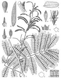 Image result for Pseudoprosopis