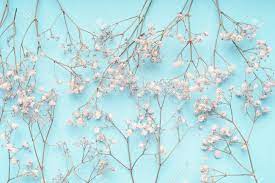 Light blue lining plain desktop background. Light Blue Floral Background With White Gypsophila Flowers Baby S Breath Stock Photo Picture And Royalty Free Image Image 109234396