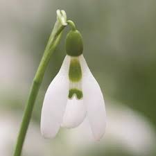 Planting Snowdrops Sarah Raven Plants Snowdrop Plant Bulb Flowers