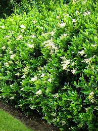 Due to its pollution tolerance, ligustrum ovalifolium. Buy Privet Hedge Online Ligustrum For Sale The Tree Center