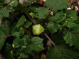 Image result for Physalis pubescens