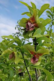 Image result for Monodora junodii