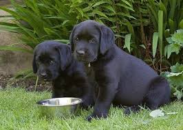 · golden lab puppies for sale. Lab Puppies For Sale In Denver Colorado Classified Americanlisted Com