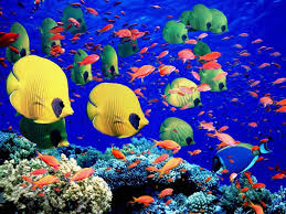Great Barrier Reef Fish Great Barrier Reef Colorful Places Barrier Reef Australia