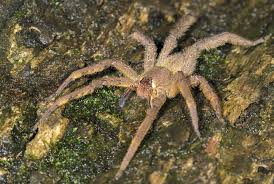 Sie wird als giftigste spinne der welt angesehen. Rekorde Bei Den Spinnen Spektrum Der Wissenschaft