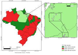 Image result for Urochloa arrecta