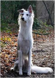 We are expecting our first batch of these rare silken windhound puppies in the summer of 2003. Socks Silken Windhound Urban Paws Uk