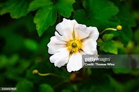 Image result for Rosa laevigata