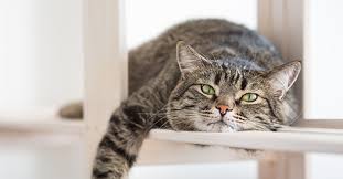 Urinary blockage in cats occurs with something blocks a cat's urethera, the tube that carries urine from the bladder to the outside world. An Increase In Blocked Cats During Autumn