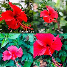 China Rose Or Shoe Flower China Rose Hibiscus Rosa Sinensis Flowers