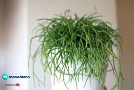 La columnea crassifolia è una pianta erbacea perenne che appartiene ad un genere composto da circa 150 varietà. 5 Piante Pendenti Da Interno Per La Tua Casa Mani All Opera