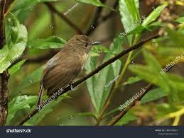 Image result for Newtonia