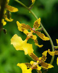 We Collected The Essence Of This Gorgeous Rain Of Gold Orchid Flower Essences Gold Orchid Orchids