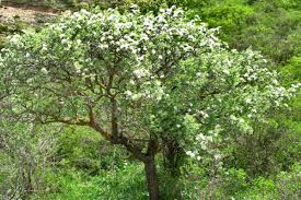 Maybe you would like to learn more about one of these? Weeping Ornamental Pear The Willow Leaf Pear Tree That Blooms So Nicely