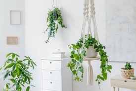 Small flying insects in house uk yourdesign info. Pest Control How To Get Rid Of Common Houseplant Bugs Martha Stewart